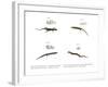 Skink-null-Framed Giclee Print