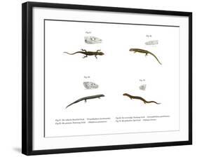 Skink-null-Framed Giclee Print