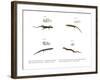 Skink-null-Framed Giclee Print