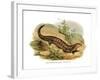 Skink-null-Framed Giclee Print