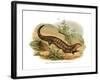 Skink-null-Framed Giclee Print