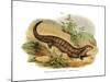 Skink-null-Mounted Giclee Print