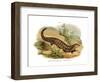 Skink-null-Framed Giclee Print