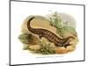 Skink-null-Mounted Giclee Print