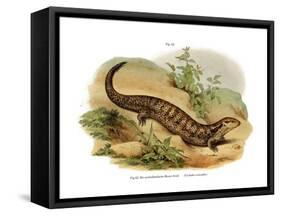 Skink-null-Framed Stretched Canvas