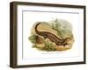 Skink-null-Framed Giclee Print