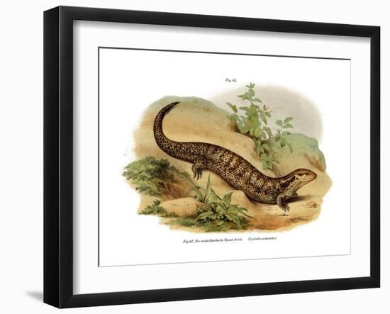 Skink-null-Framed Giclee Print