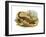 Skink-null-Framed Giclee Print