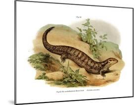 Skink-null-Mounted Giclee Print