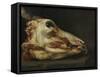 Skinned Head of a Young Bull, c.1690-Felice Boselli-Framed Stretched Canvas