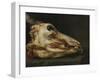 Skinned Head of a Young Bull, c.1690-Felice Boselli-Framed Giclee Print