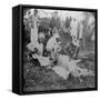 Skinning a Dead Tiger, Shoot of the Maharajah of Cooch Behar, India, C1900s-Underwood & Underwood-Framed Stretched Canvas