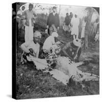 Skinning a Dead Tiger, Shoot of the Maharajah of Cooch Behar, India, C1900s-Underwood & Underwood-Stretched Canvas