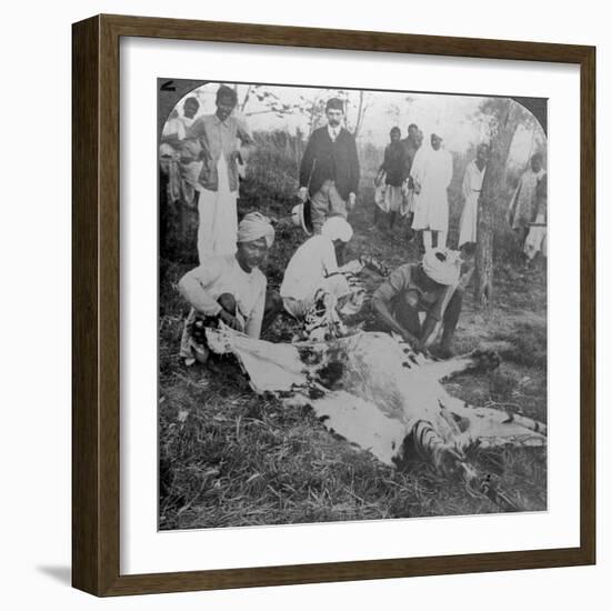 Skinning a Dead Tiger, Shoot of the Maharajah of Cooch Behar, India, C1900s-Underwood & Underwood-Framed Photographic Print