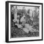 Skinning a Dead Tiger, Shoot of the Maharajah of Cooch Behar, India, C1900s-Underwood & Underwood-Framed Photographic Print