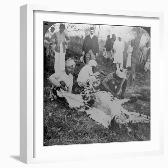 Skinning a Dead Tiger, Shoot of the Maharajah of Cooch Behar, India, C1900s-Underwood & Underwood-Framed Photographic Print