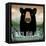 Skinny Dip Black Bear Ale-Ryan Fowler-Framed Stretched Canvas