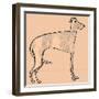 Skinny dog-Sarah Thompson-Engels-Framed Premium Giclee Print