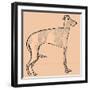 Skinny dog-Sarah Thompson-Engels-Framed Giclee Print