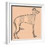 Skinny dog-Sarah Thompson-Engels-Framed Giclee Print