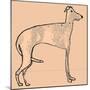 Skinny dog-Sarah Thompson-Engels-Mounted Giclee Print