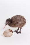 A baby kiwi bird chick next to the egg that he hatched from-Skip Brown-Stretched Canvas