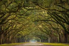 Wormsloe Plantation Oak Trees-skiserge1-Framed Photographic Print