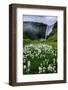 Skogafoss and Summer Wildflowers in the Morning Iceland-Vincent James-Framed Photographic Print