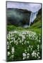 Skogafoss and Summer Wildflowers in the Morning Iceland-Vincent James-Mounted Photographic Print