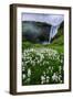 Skogafoss and Summer Wildflowers in the Morning Iceland-Vincent James-Framed Photographic Print