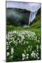 Skogafoss and Summer Wildflowers in the Morning Iceland-Vincent James-Mounted Photographic Print