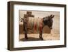 Skoura Palmeraie, Morocco. Donkey.-Jolly Sienda-Framed Photographic Print