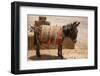 Skoura Palmeraie, Morocco. Donkey.-Jolly Sienda-Framed Photographic Print