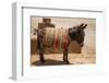 Skoura Palmeraie, Morocco. Donkey.-Jolly Sienda-Framed Photographic Print