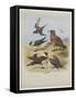 Skuas, C.1915 (W/C & Bodycolour over Pencil on Paper)-Archibald Thorburn-Framed Stretched Canvas