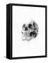 Skull 52-Alexis Marcou-Framed Stretched Canvas