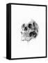 Skull 52-Alexis Marcou-Framed Stretched Canvas