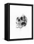 Skull 52-Alexis Marcou-Framed Stretched Canvas