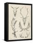 Skull and Antler Study II-Ethan Harper-Framed Stretched Canvas