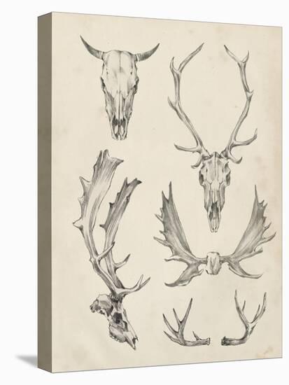 Skull and Antler Study II-Ethan Harper-Stretched Canvas