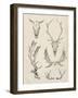 Skull and Antler Study II-Ethan Harper-Framed Art Print