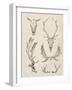 Skull and Antler Study II-Ethan Harper-Framed Art Print