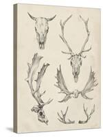 Skull and Antler Study II-Ethan Harper-Stretched Canvas