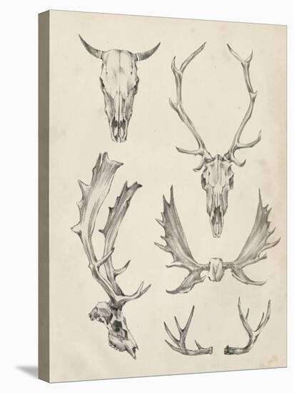 Skull and Antler Study II-Ethan Harper-Stretched Canvas