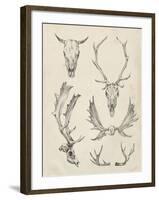 Skull and Antler Study II-Ethan Harper-Framed Art Print