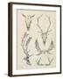 Skull and Antler Study II-Ethan Harper-Framed Art Print