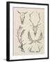 Skull and Antler Study II-Ethan Harper-Framed Art Print