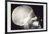 Skull and Hand-null-Framed Art Print