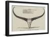 Skull and Horns of a Wild Buffalo, Shot in Central Assam-null-Framed Giclee Print