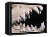 Skull and Teeth of Hyena-null-Framed Stretched Canvas